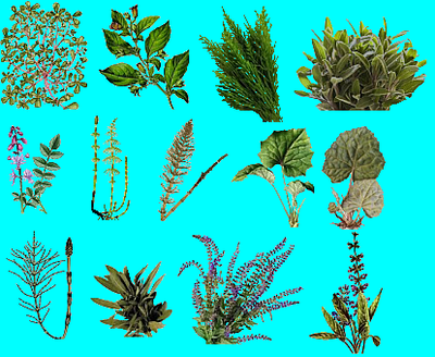 Swampland plants