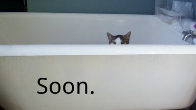 cat soon.jpg